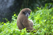 Gibbon monkey