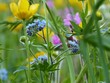 Vergissmeinnicht Blumenwiese