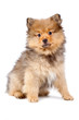 Photo en ligne au meilleur prix Lindo perro