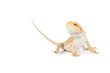 Photo en ligne au meilleur prix Lagarto