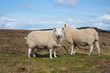 Highlands moutons