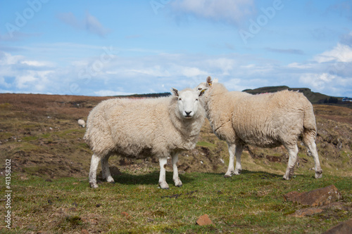 Photo: Highlands moutons Highlands moutons