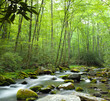 Jungle stream