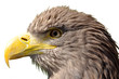 Detalii fotografie sea eagle isolated on white