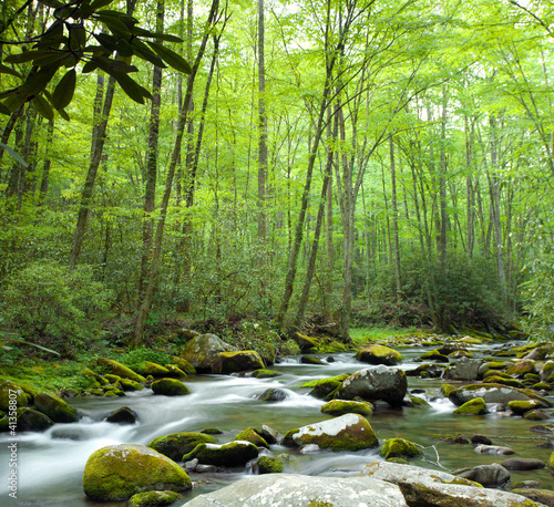 Photo: Jungle stream Jungle stream