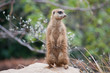 Suricate