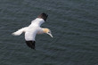 Basstölpel (Morus bassanus)