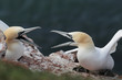 Basstölpel (Morus bassanus)