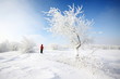Photo: albero innevato ghiaccio cielo limpido neve inverno albero innevato ghiaccio cielo limpido neve inverno
