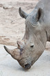 Rhino