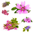 Beautiful herb with purple on white background
