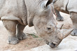 Rhino