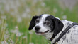 grinsender Hund