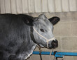 A Large Grey Cow Tethered to a Metal Rail.