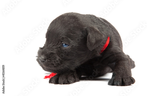 Foto: black puppy of Miniature Schnauzer black puppy of Miniature Schnauzer