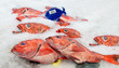 Pacific red snapper on ice