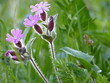 Frühlingsblumen im Licht aus dem Hintergrund