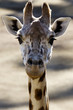 Wildlife and Animals - Giraffe