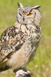 Siberian Eagle Owl or Bubo bubo sibericus
