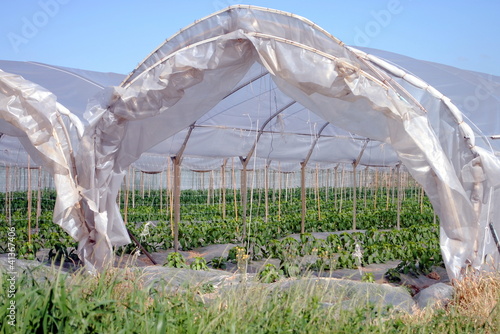 Photo: rows of seedlings grow in a greenhouse rows of seedlings grow in a greenhouse