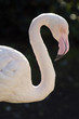 Wildlife and Animals - Flamingo Wildlife and Animals - Flamingo