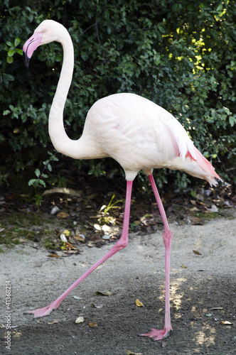 Photo: Wildlife and Animals - Flamingo Wildlife and Animals - Flamingo