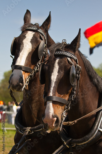 Photo: Dark brown draught-horses with blinkers Dark brown draught-horses with blinkers
