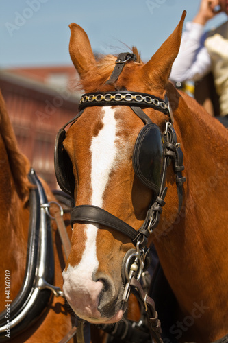 Photo: Light brown draught-horse with blinkers Light brown draught-horse with blinkers