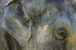 Wildlife and Animals - Elephant Wildlife and Animals - Elephant