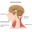 A fényképek részletei Accessory nerve, eps8