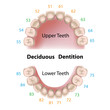 Dental notation milk teeth, eps8