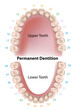 Dental notation permanent teeth, eps8