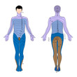 Dermatome, eps10