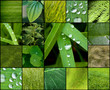 Feuillage collection verte