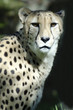 Wildlife and Animals - Cheetah Wildlife and Animals - Cheetah