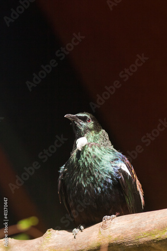 Photo: Endemic New Zealand Bird Tui Endemic New Zealand Bird Tui