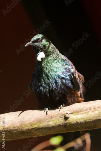 Photo: Endemic New Zealand Bird Tui Endemic New Zealand Bird Tui