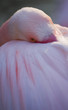 flamingo uses its feather as a pillow