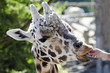 Wildlife and Animals - Giraffe Wildlife and Animals - Giraffe