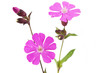 Rote Lichtnelke (Silene dioica)