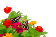 Couple de papillons butinant des fleurs