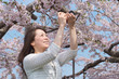 Foto: 桜の写真を撮る女性 桜の写真を撮る女性