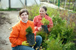 women chooses thuja sprouts