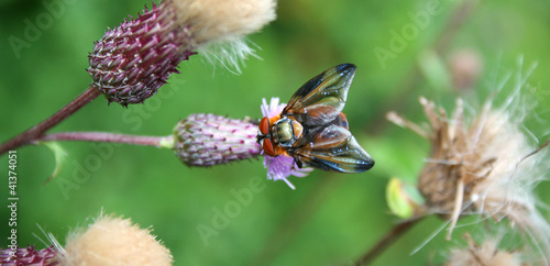 Foto: wanzenfliege wanzenfliege