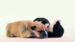 Puppy Love