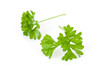Two chervil sprigs