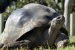 Wildlife and Animals - Galapagos Tortoises Wildlife and Animals - Galapagos Tortoises