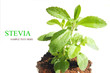 Stevia , sweetleaf, sugar substitute