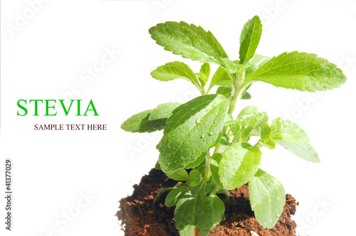 Photo: Stevia , sweetleaf, sugar substitute Stevia , sweetleaf, sugar substitute