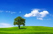 Eco landscape